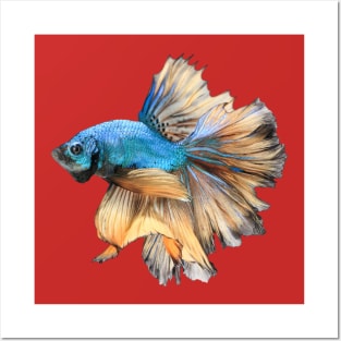 Blue yellow halfmoon bettafish Posters and Art